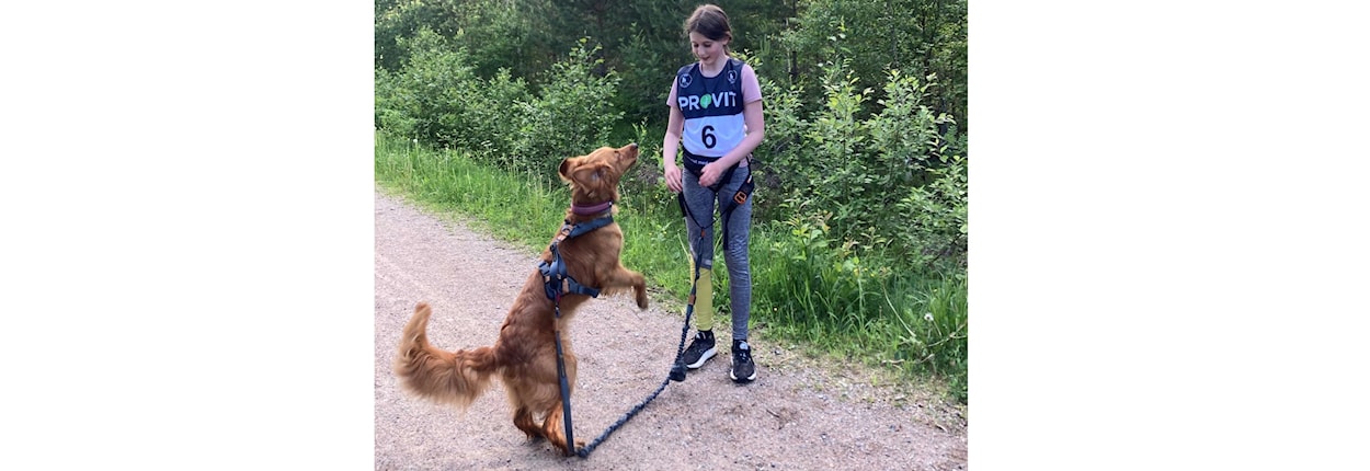 8 - 12 år: Sommerhundekjøreskole trinn 1